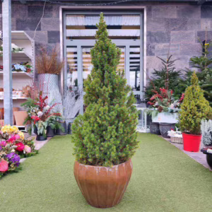 Świerk biały (Picea abies 'Conica') 130cm