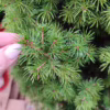 Świerk biały (Picea abies ‘Conica’) 130cm