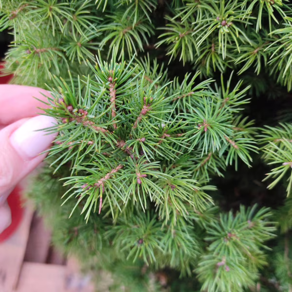 Świerk biały (Picea abies 'Conica') 130cm