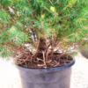 Świerk biały (Picea abies ‘Conica’) 130cm