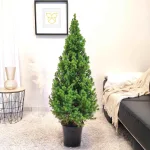 Świerk biały (Picea abies 'Conica') 130cm