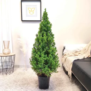 Świerk biały (Picea abies 'Conica') 130cm