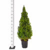 Świerk biały (Picea abies ‘Conica’) 130cm