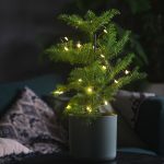 Araukaria wyniosła (Araucaria heterophylla) 30cm