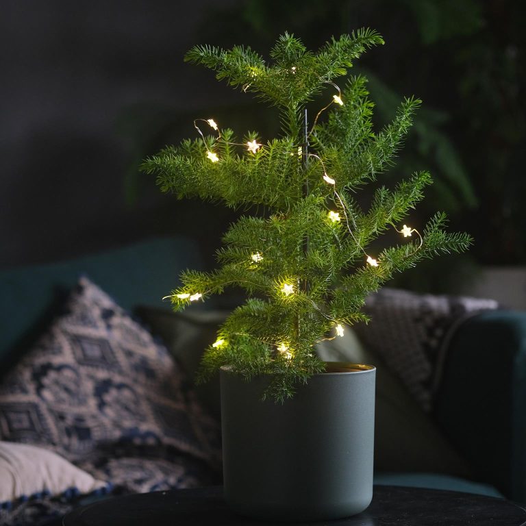 Araukaria wyniosła (Araucaria heterophylla) 30cm