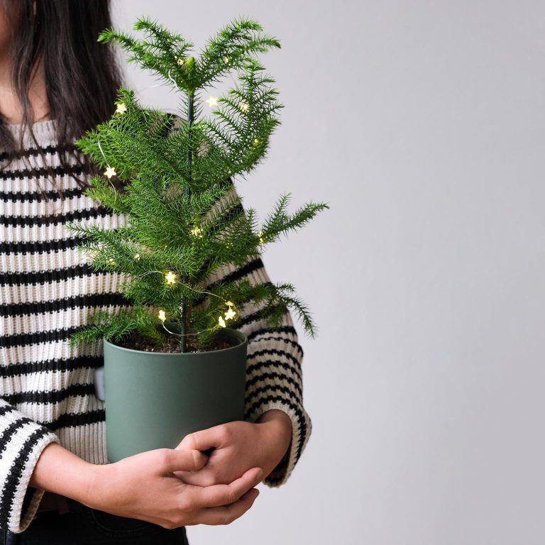 Araukaria wyniosła (Araucaria heterophylla) 30cm