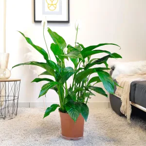 Skrzydłokwiat (Spatyphillum 'Sweet Lauretta') 100cm