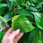 Epipremnum złociste (Epipremnum aureum) 90cm