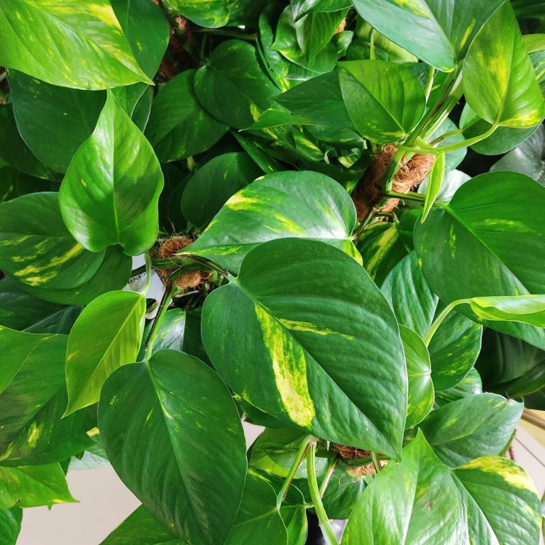 Epipremnum złociste (Epipremnum aureum) 90cm