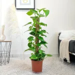 Epipremnum złociste (Epipremnum aureum) 90cm