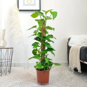 Epipremnum złociste (Epipremnum aureum) 90cm