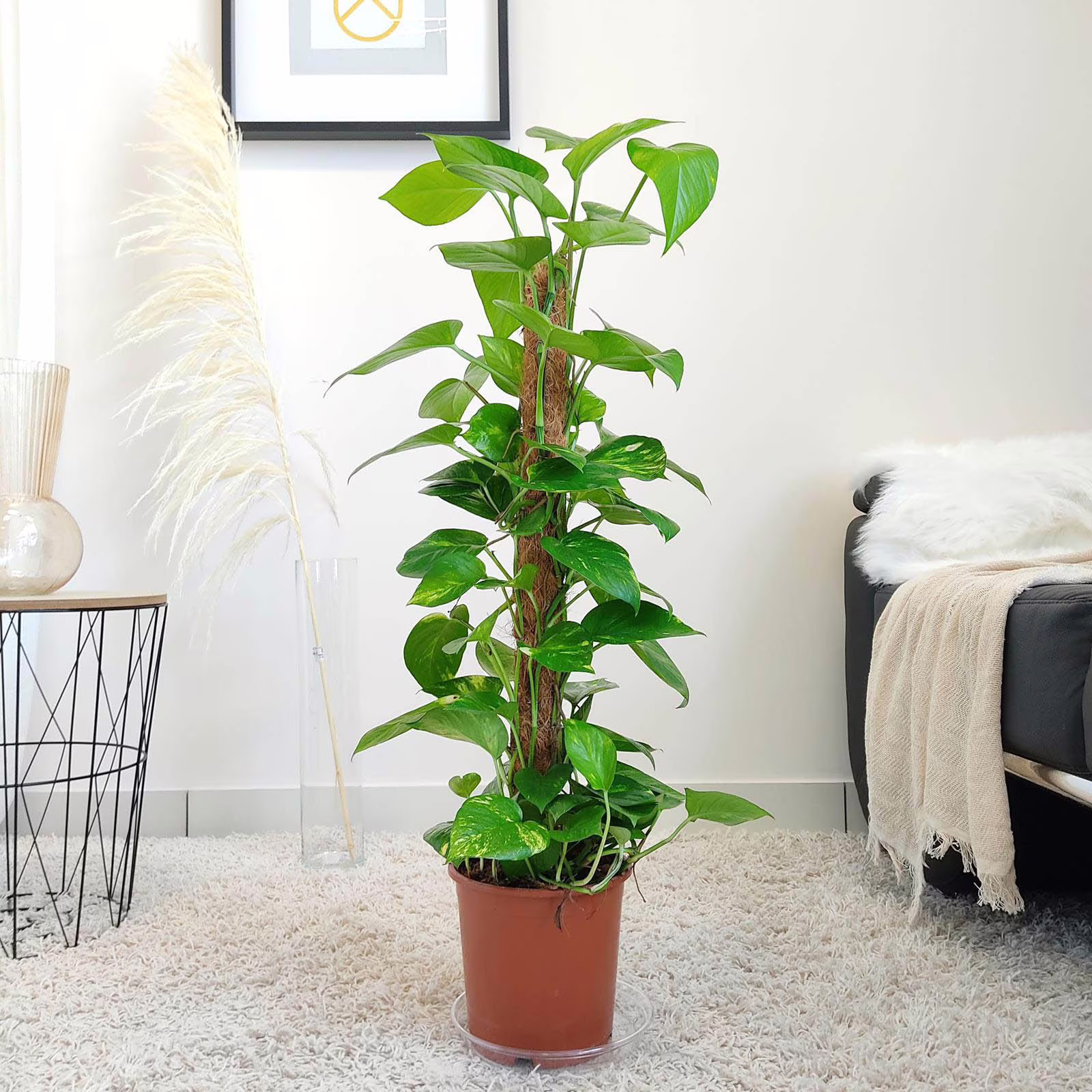 Epipremnum złociste (Epipremnum aureum) 80-95cm