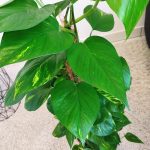 Epipremnum złociste (Epipremnum aureum) 90cm