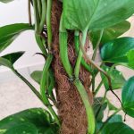 Epipremnum złociste (Epipremnum aureum) 90cm