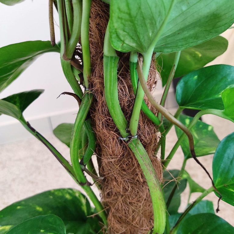 Epipremnum złociste (Epipremnum aureum) 90cm