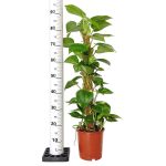 Epipremnum złociste (Epipremnum aureum) 90cm