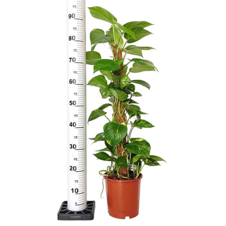 Epipremnum złociste (Epipremnum aureum) 90cm