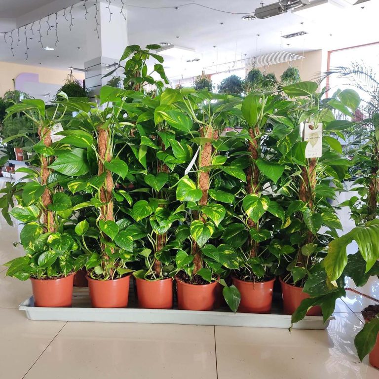 Epipremnum złociste (Epipremnum aureum) 90cm