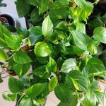 Epipremnum złociste (Epipremnum aureum) 90cm