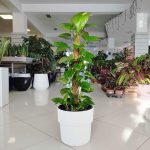 Epipremnum złociste (Epipremnum aureum) 90cm