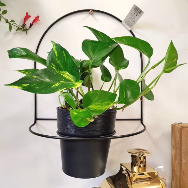 Epipremnum złociste (Epipremnum aureum) 40-45cm