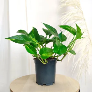 Epipremnum złociste (Epipremnum aureum) 35cm