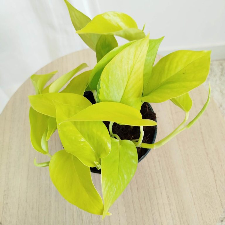 Epipremnum złociste (Epipremnum 'Neon Golden Pothos') 15cm