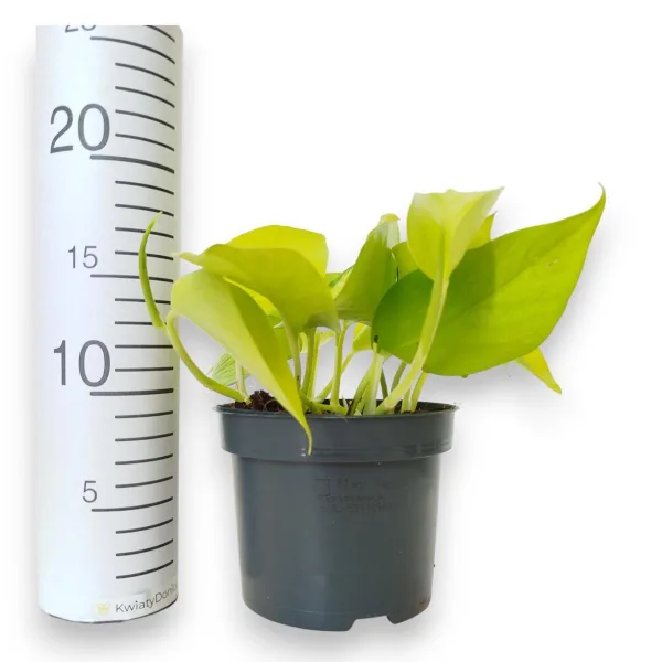 Epipremnum złociste (Epipremnum 'Neon Golden Pothos') 15cm
