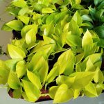 Epipremnum złociste (Epipremnum 'Neon Golden Pothos') 15cm
