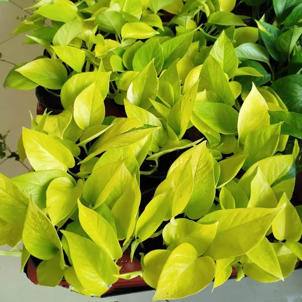 Epipremnum złociste (Epipremnum 'Neon Golden Pothos') 15cm