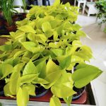 Epipremnum złociste (Epipremnum 'Neon Golden Pothos') 15cm