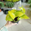 Epipremnum złociste (Epipremnum 'Neon Golden Pothos’) 15cm