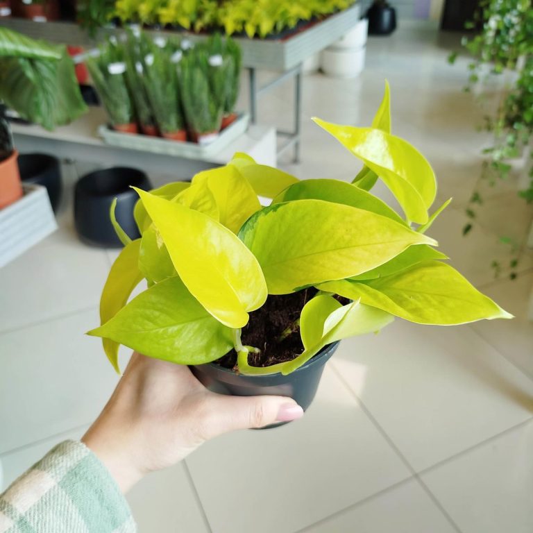 Epipremnum złociste (Epipremnum 'Neon Golden Pothos') 15cm