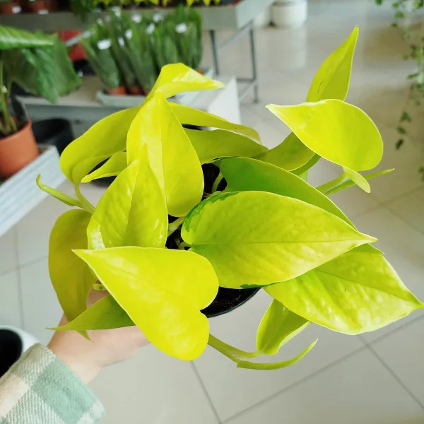 Epipremnum złociste (Epipremnum 'Neon Golden Pothos') 15cm