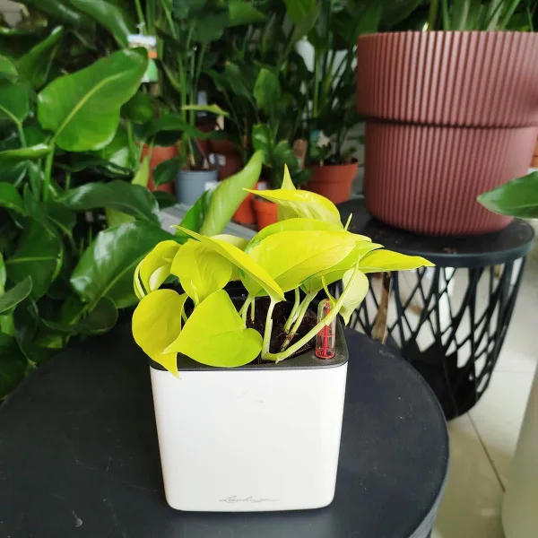 Epipremnum złociste (Epipremnum 'Neon Golden Pothos') 15cm