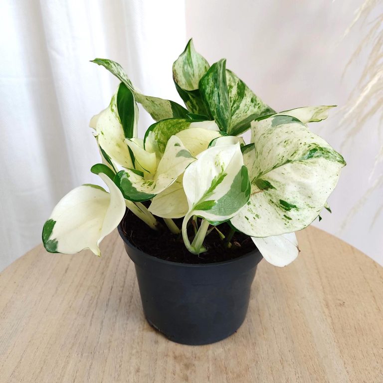 Epipremnum (Epipremnum 'Happy Leaf') 20cm