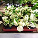 Epipremnum (Epipremnum 'Happy Leaf') 20cm