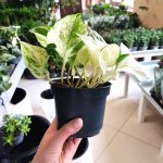 Epipremnum (Epipremnum 'Happy Leaf') 20cm