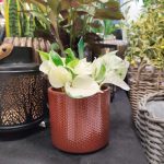 Epipremnum (Epipremnum 'Happy Leaf') 20cm