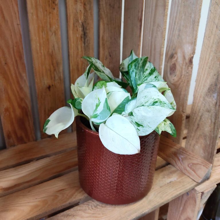 Epipremnum (Epipremnum 'Happy Leaf') 20cm