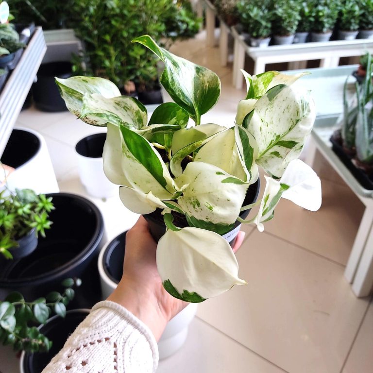 Epipremnum (Epipremnum 'Happy Leaf') 20cm