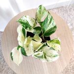 Epipremnum (Epipremnum 'Happy Leaf') 20cm