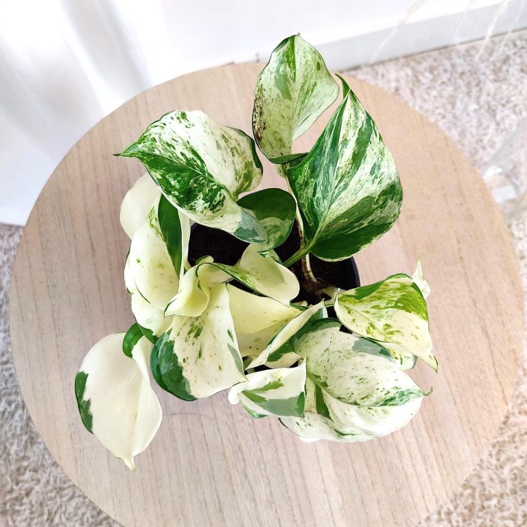 Epipremnum (Epipremnum 'Happy Leaf') 20cm