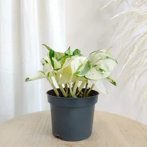 Epipremnum (Epipremnum 'Happy Leaf') 20cm