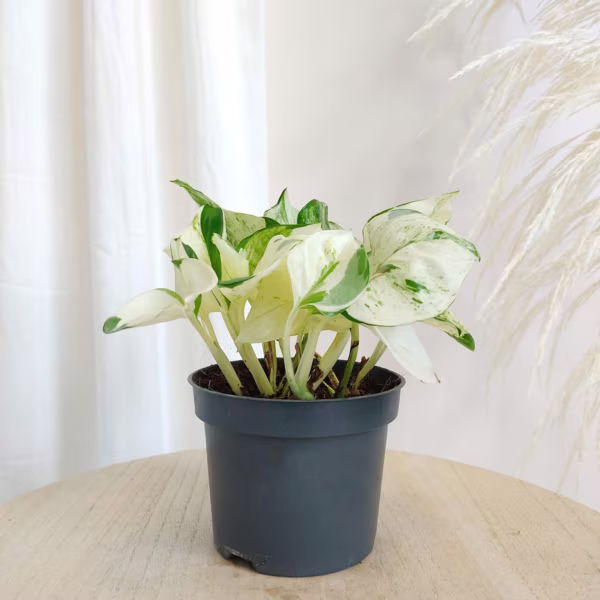Epipremnum (Epipremnum 'Happy Leaf') 15 - 23cm
