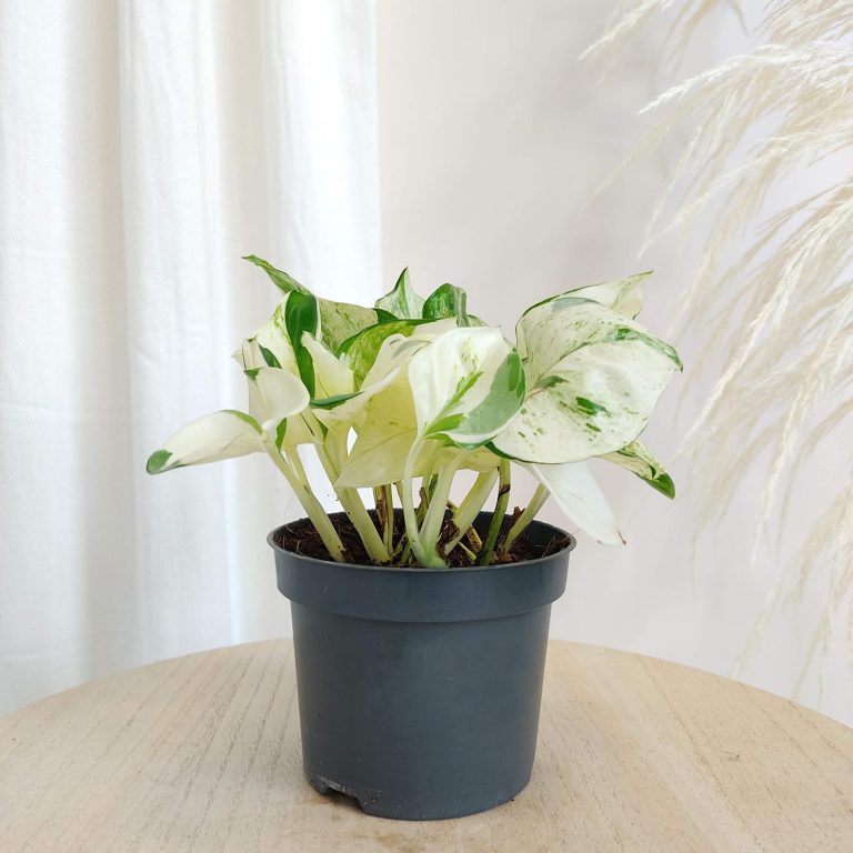 Epipremnum (Epipremnum 'Happy Leaf') 20cm