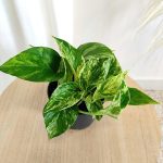 Epipremnum (Epipremnum Marble Queen) 20cm