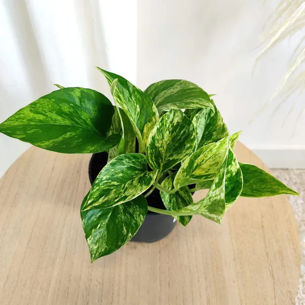 Epipremnum (Epipremnum Marble Queen) 20cm