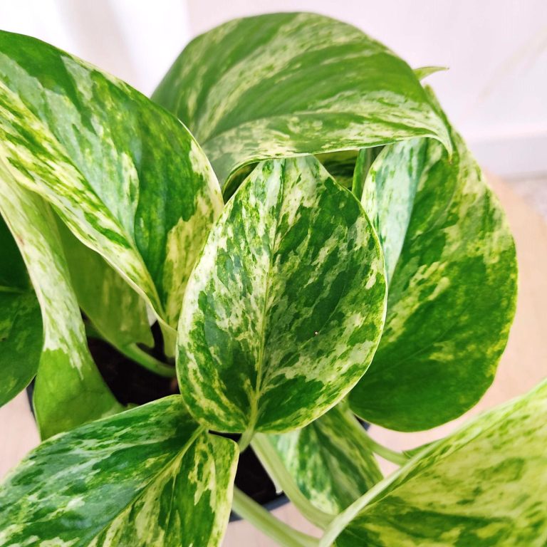 Epipremnum (Epipremnum Marble Queen) 20cm