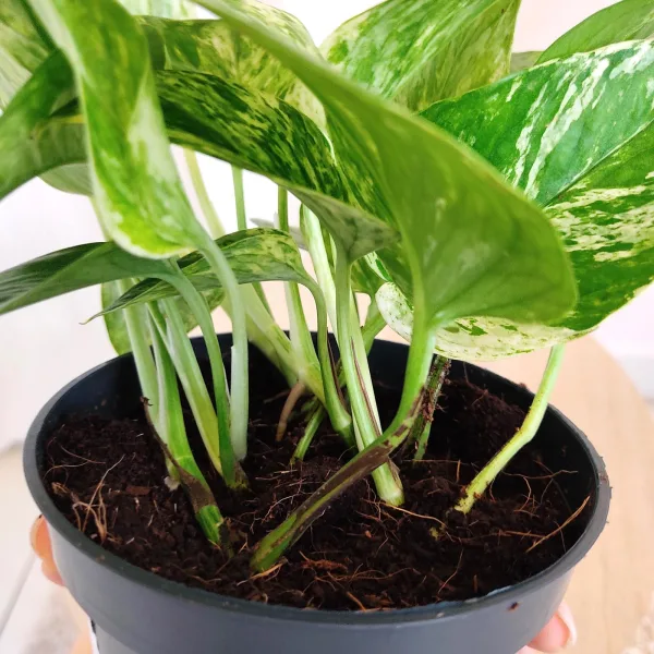 Epipremnum (Epipremnum Marble Queen) 20cm
